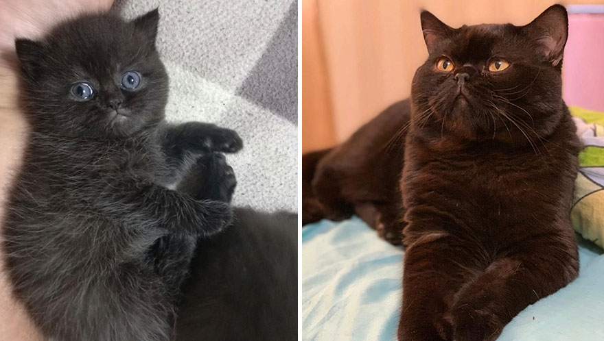 Wholesome Pics Of Kittens Growing Into Cats, As Shared On This “Cat Grows” Group (New Pics)