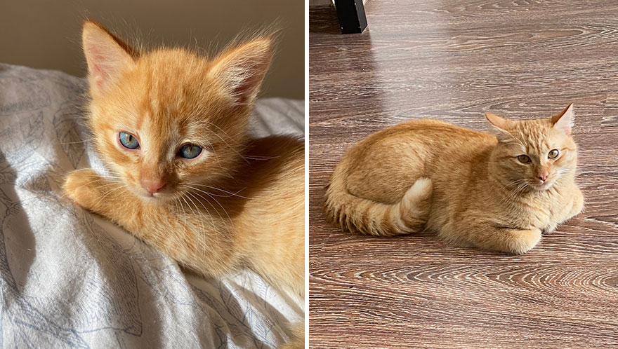 Wholesome Pics Of Kittens Growing Into Cats, As Shared On This “Cat Grows” Group (New Pics)