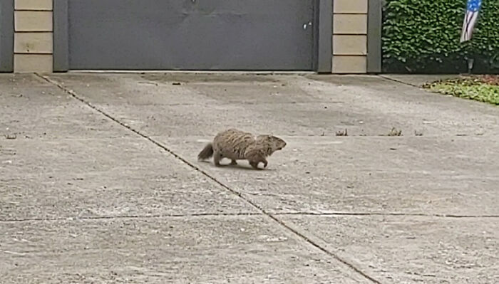 A Woodchuck Was Running Around In Circles Non-Stop In My Neighbor's Driveway