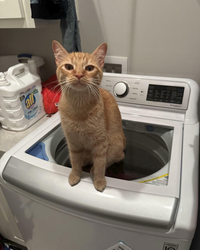 Freaking Cat Shut Off The Washing Machine Mid-Cycle