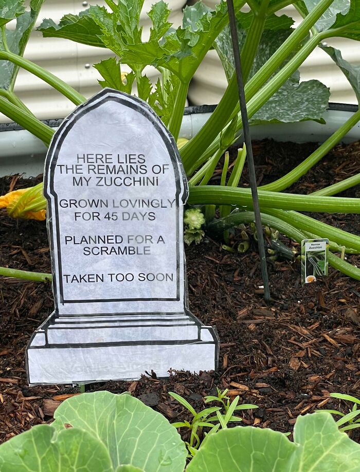 Someone Stole My Mom's Zucchini From The Community Garden