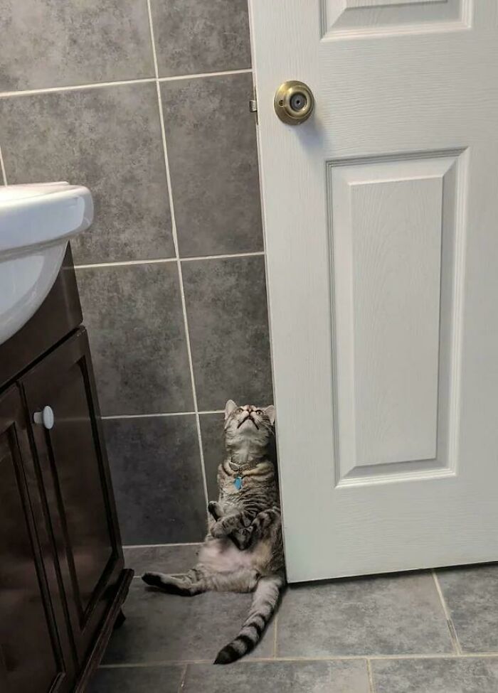 Why Are Cats Always Weirdos When In The Bathroom