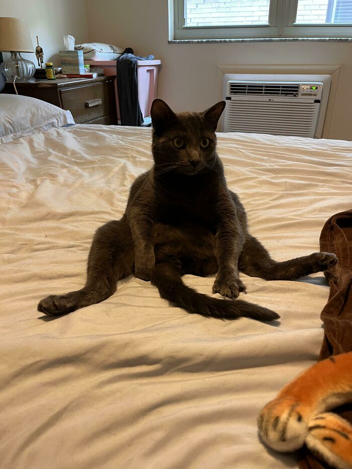 Came Home To Him Sitting On The Bed Like This. When We Made Eye Contact He Did Not Move, Just Sat Like This And Stared At Me For Several Minutes