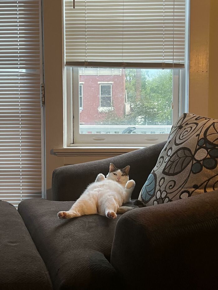 A Venus le gusta el sofá