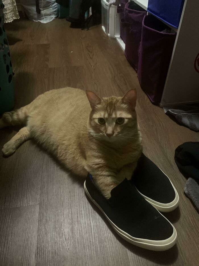 He Likes Shoes