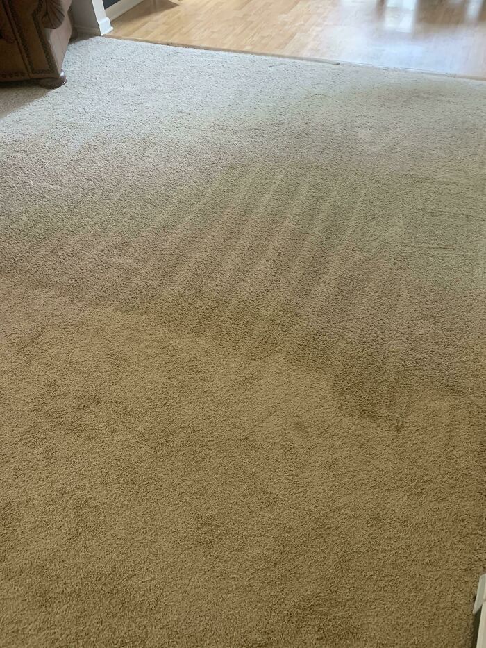 I Spent 7 Glorious Hours Today Shampooing My Carpets