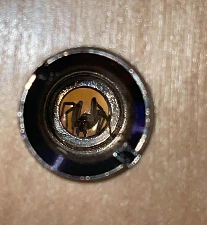 Spider Hiding In My Apartment's Peephole