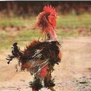 kennistermini avatar