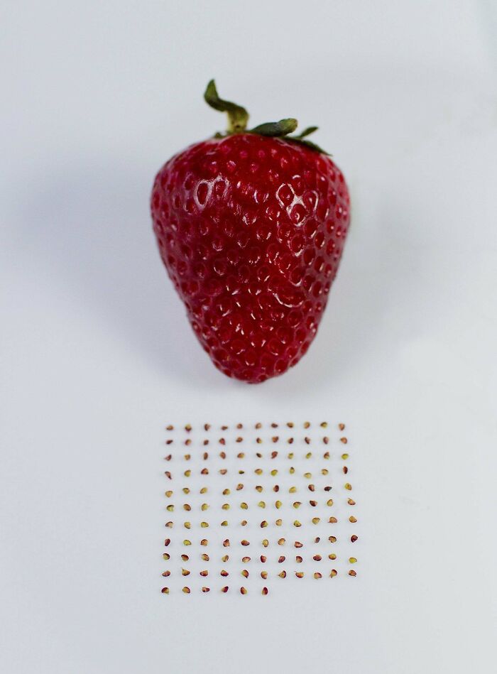 Strawberry Seed Knolling