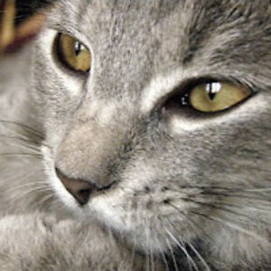 erzsebetjuhasz avatar