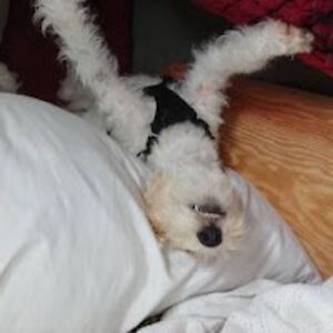 jeanjeansonne-perry avatar