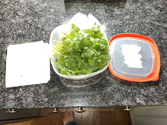 An Absolute Revolution For Herbs. This Cilantro Is Two Weeks Old. It’s As If It Were Picked Today. Paper Towel On Bottom, Rinse & Untied Cilantro, Paper Towel On Top - Sealed In Container