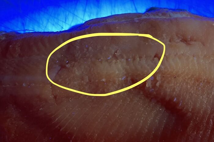 Deboning A Fish Filet? Grab An Ultraviolet Light To Easily See All The Pin-Bones, Even The Tiny Ones You Tried Taking Out And Accidentally Broke The Tips Off