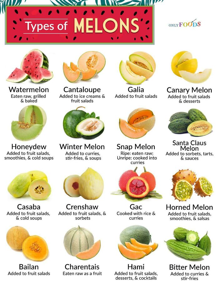 Since Everyone Here Is Confused About Melons