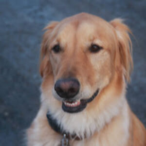 kinseyshepard avatar