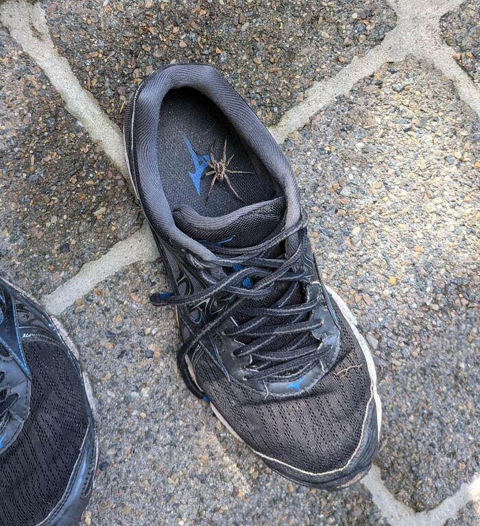 Ah, Australia. Remember To Always Check Your Shoes