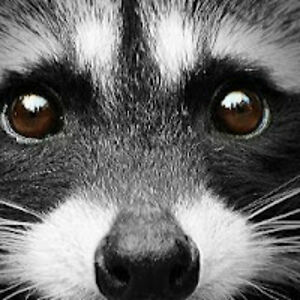 melissaphoenix avatar