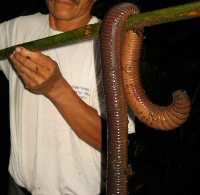 Large Earthworms Can Be Found In Equador