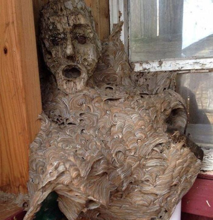 Abandoned Mask Taken Over By Wasps As Part Of Their Nest