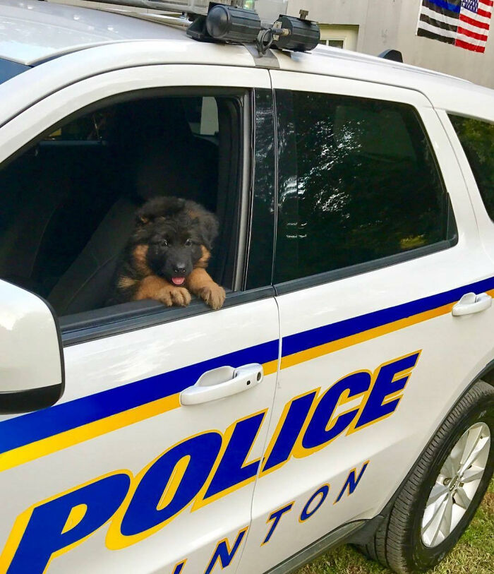 Clinton Police Department's Latest Recruit For The K9 Unit