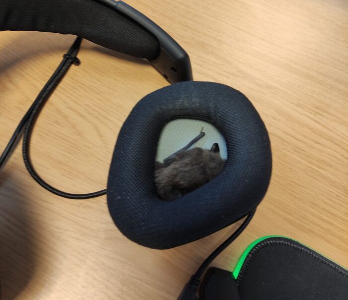 Started Work This Morning, Put My Headset On, Felt Something Furry In My Ear, Looked And There Is A Bat In My Headset