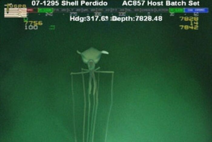 Here Is The Bigfin Squid