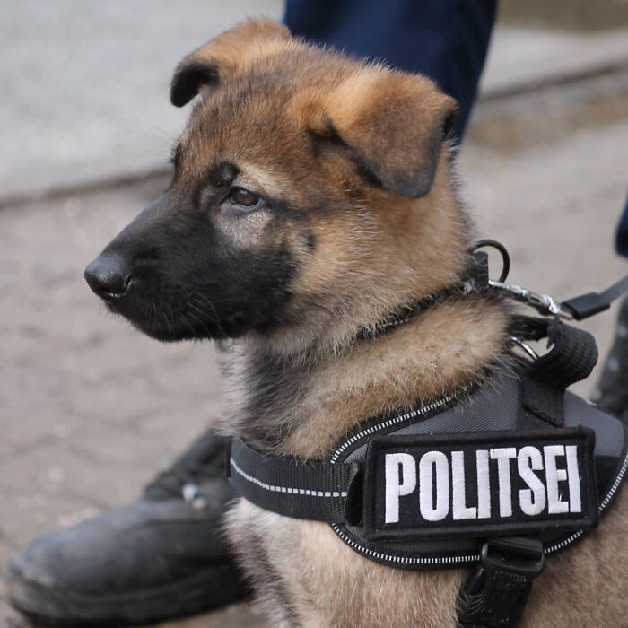 Nemo, The Estonian Police Pup, Is Two Months Old
