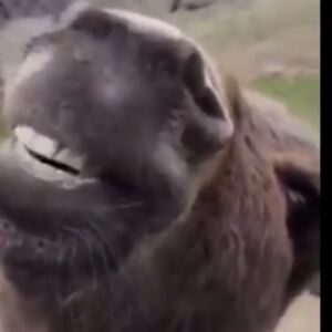 camdonbingham avatar