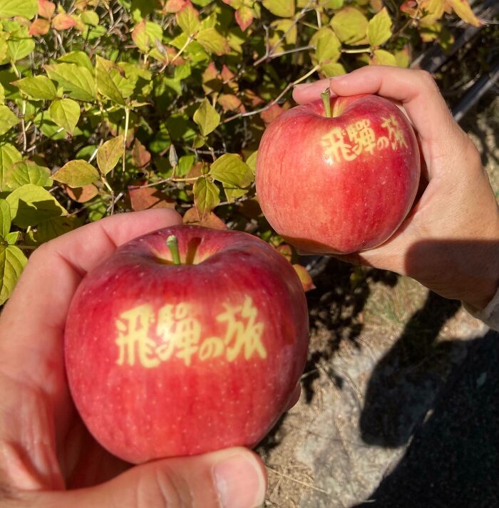 Apple Labeled By Sun In Japan
