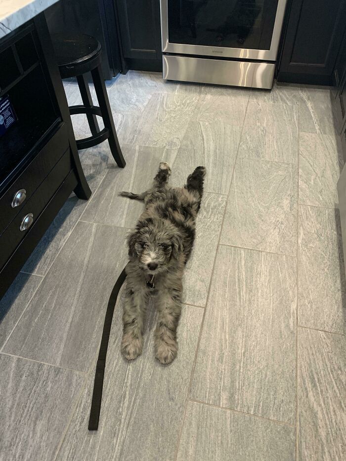 Kitchen Sploots Are His Favourite