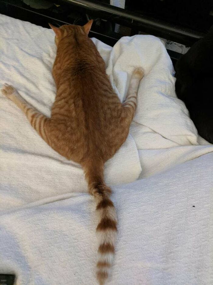 Does This Count As A Sploot?