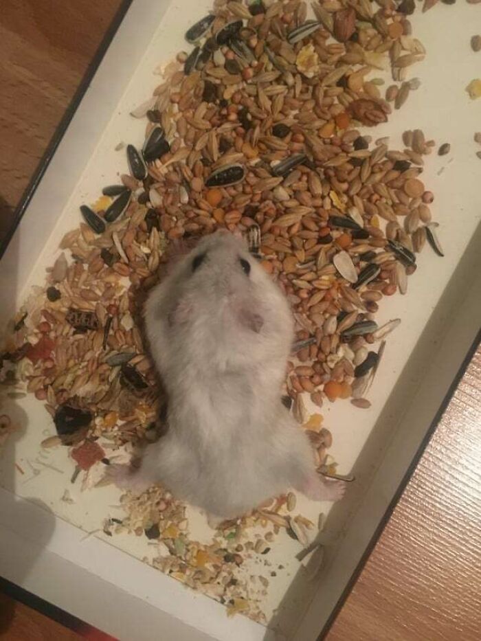 How About A Hamster Sploot