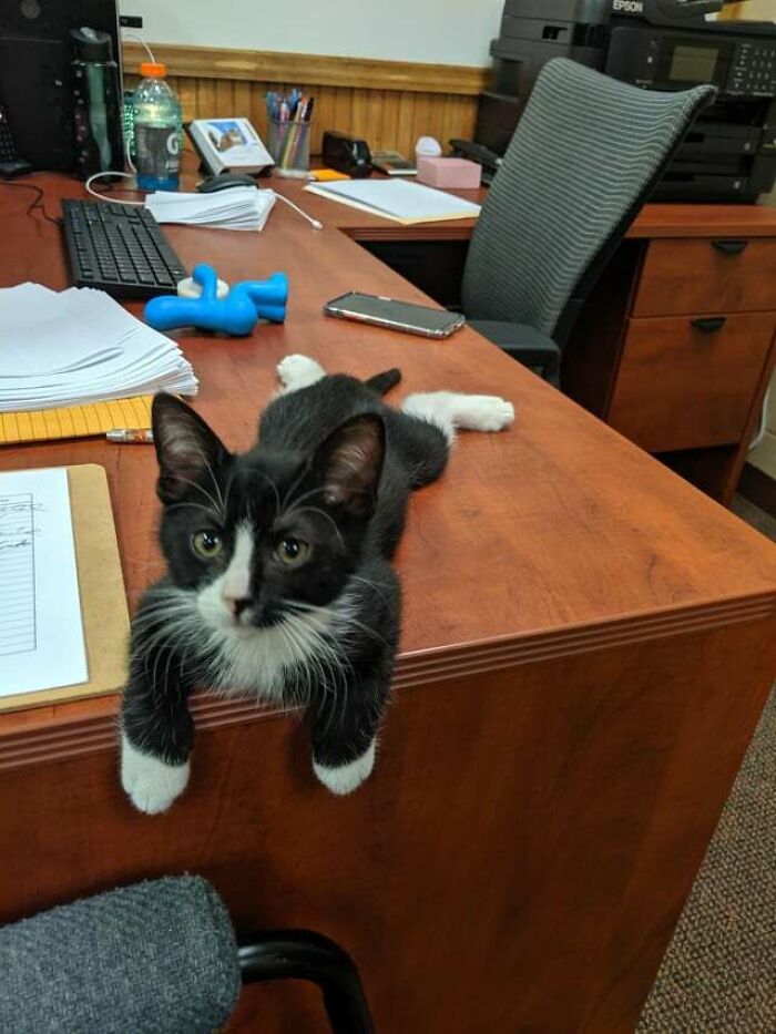 Our Office Kitten Doing A Big Sploot