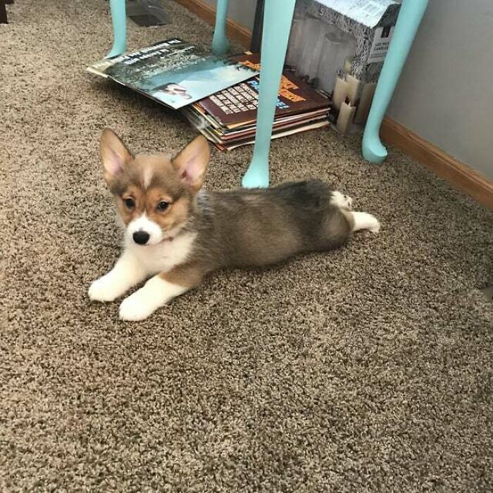 Our Little Guy Ari Doing His First Sploot In His New Home