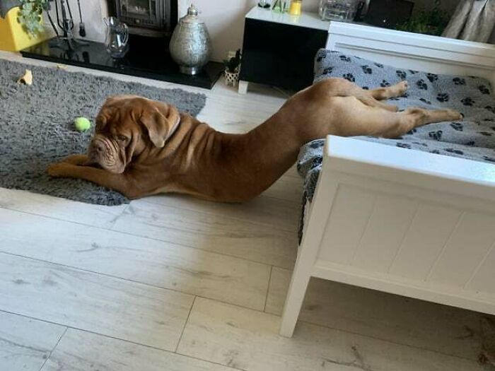 Not Even Sure What Sort Of Sploot This Is