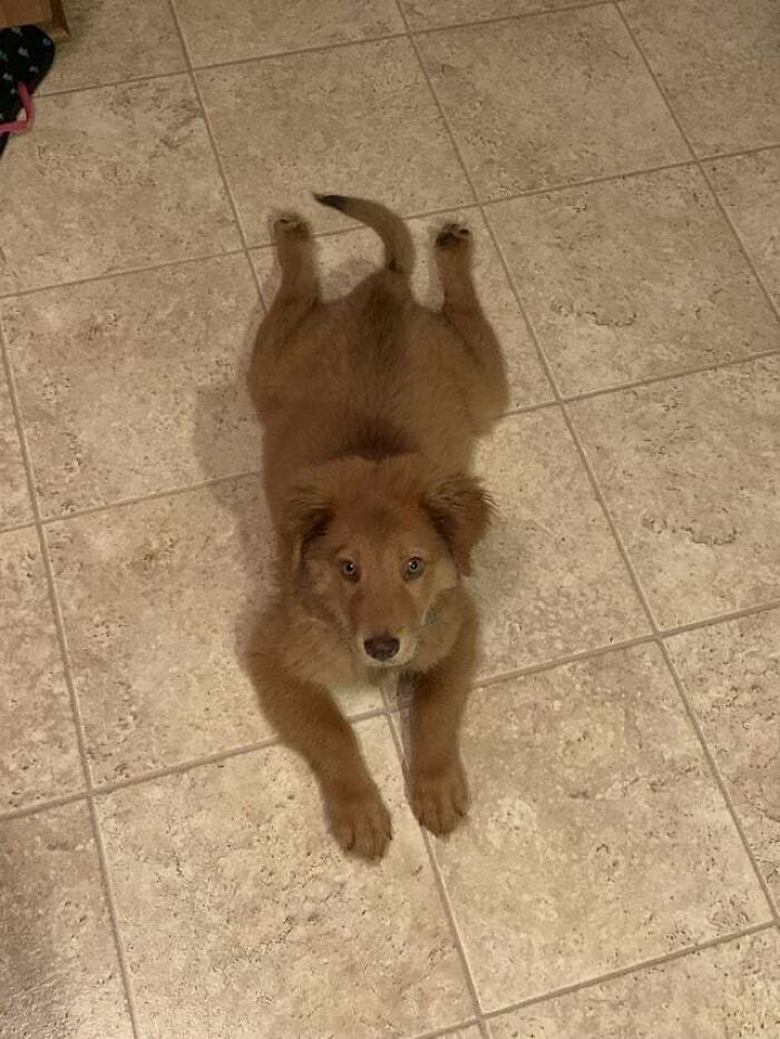 My New Puppy Has Already Mastered The Sploot!