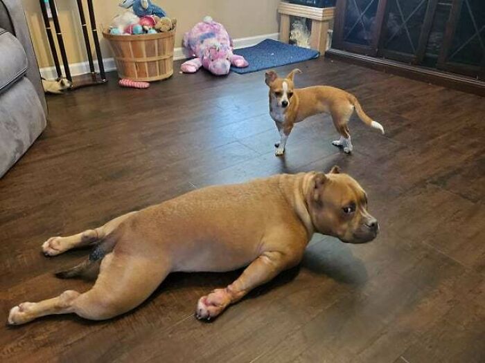 I Think My Friends Dog Has To Most Perfect Sploot Lol