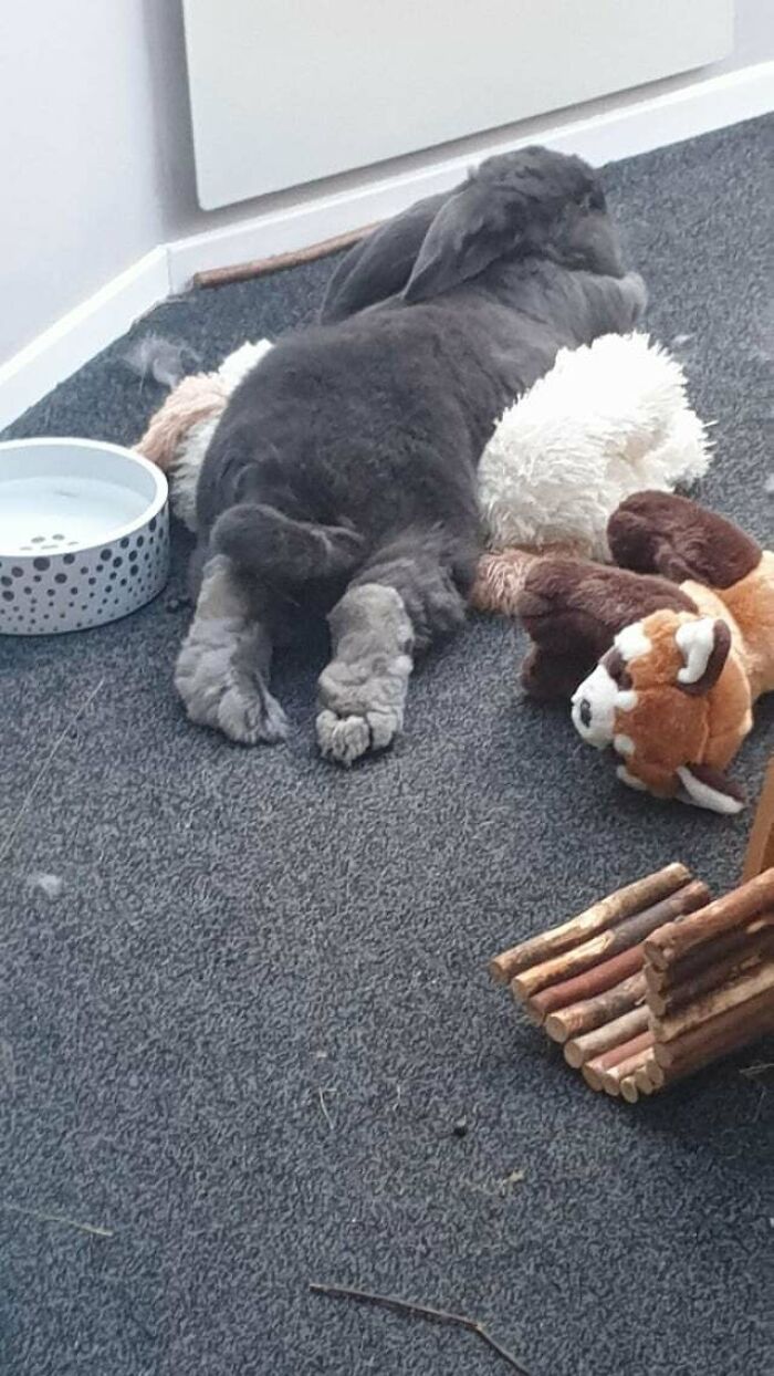 Splooting On Top Of His Favourite Teddy