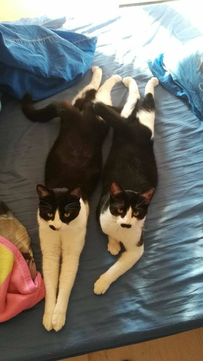Dad Teaching Son How To Sploot