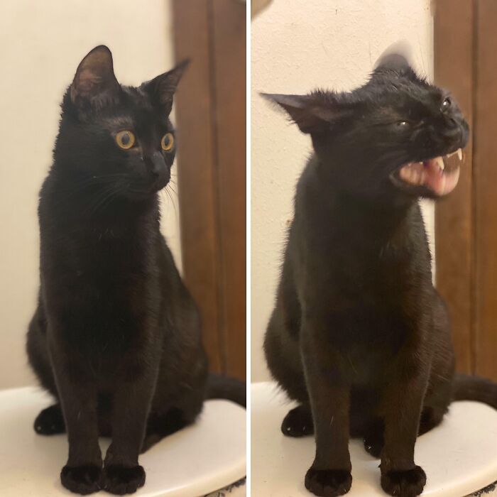 Before And After Dripping Water On His Head
