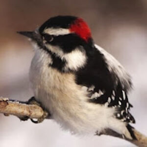 sandraschug_1 avatar