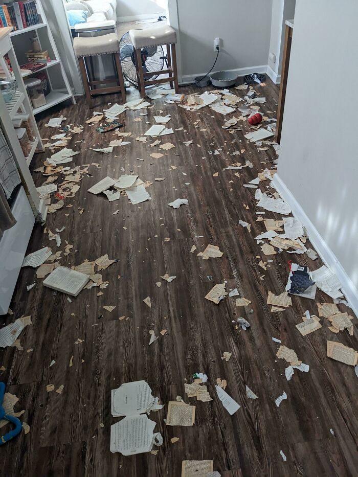 Our Dogs, Who Rarely Misbehave, Decided To Eat $500 Worth Of Books While We Were At Work Today