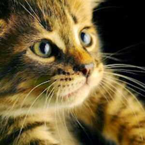 kamaliakamrani avatar