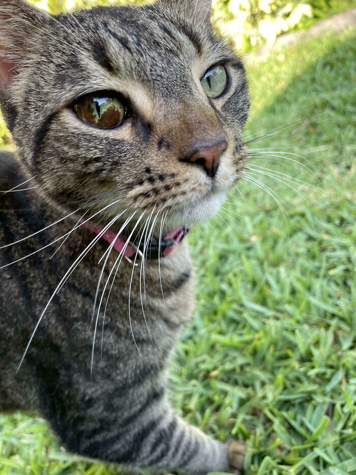 This Cat I Rescued From The Street Has Partial Heterochromia