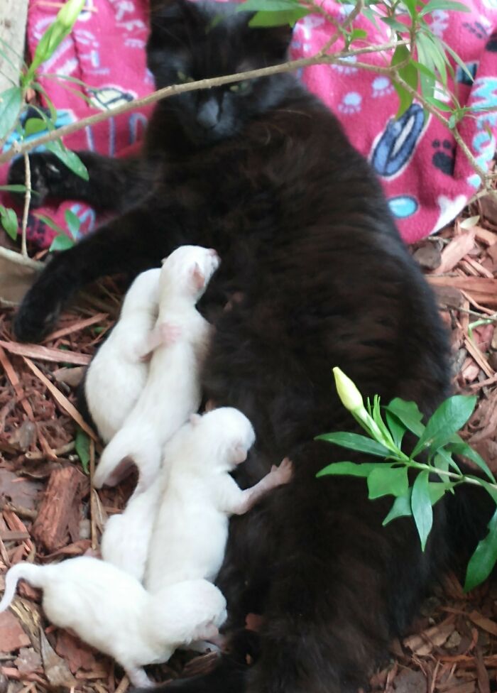 Mi gato negro tuvo 5 gatitos todo blancos