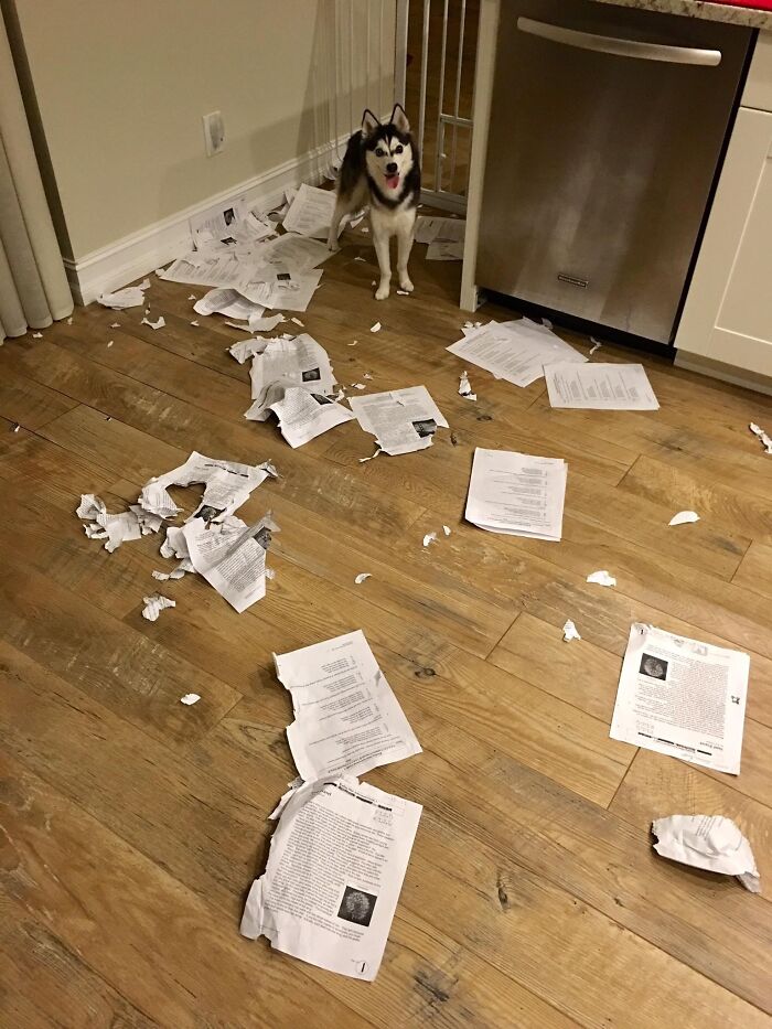 Sorry Class, My Dog Ate Everyone's Homework