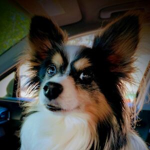 heywardshepherd avatar