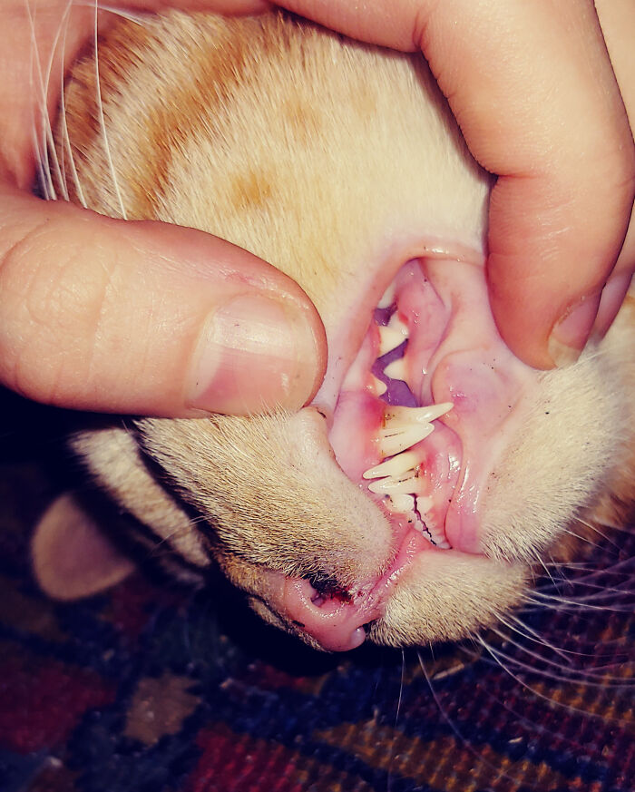 My Cat Has Double Canines, A Condition Known As Retained Deciduous Teeth