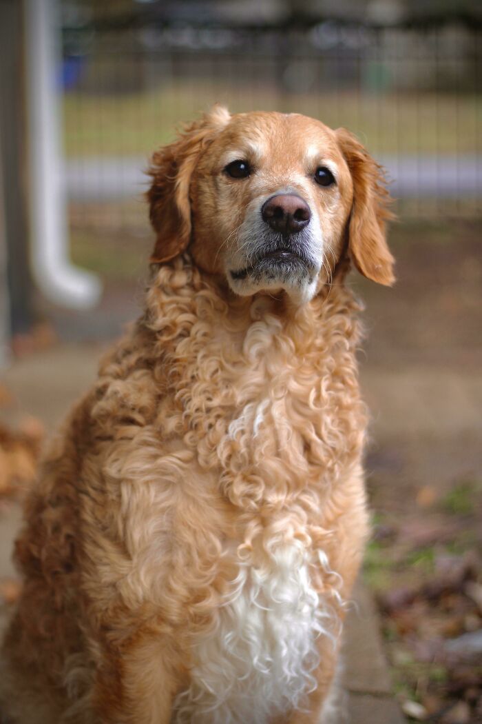 This Dood Has A Slight Genetic Mutation That Keeps His Facial Hair A Little Short. He Was The Only One In His Litter To Look Like This