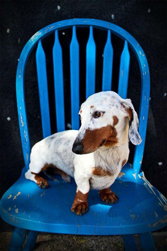 This Beautiful Dachshund With Vitiligo